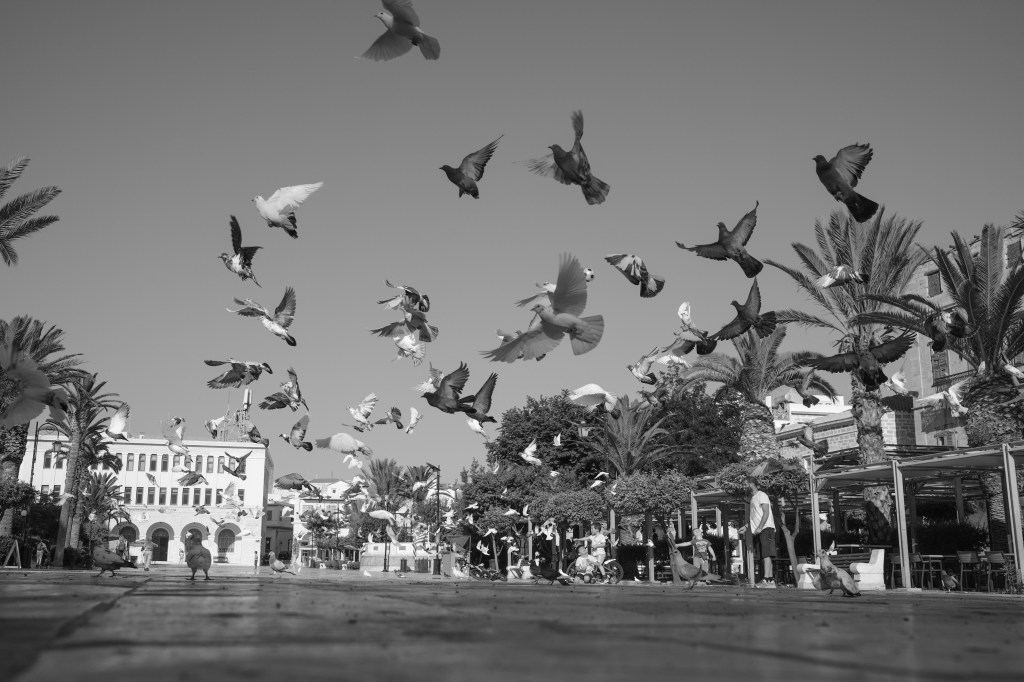 Cyclades - a flock of birds