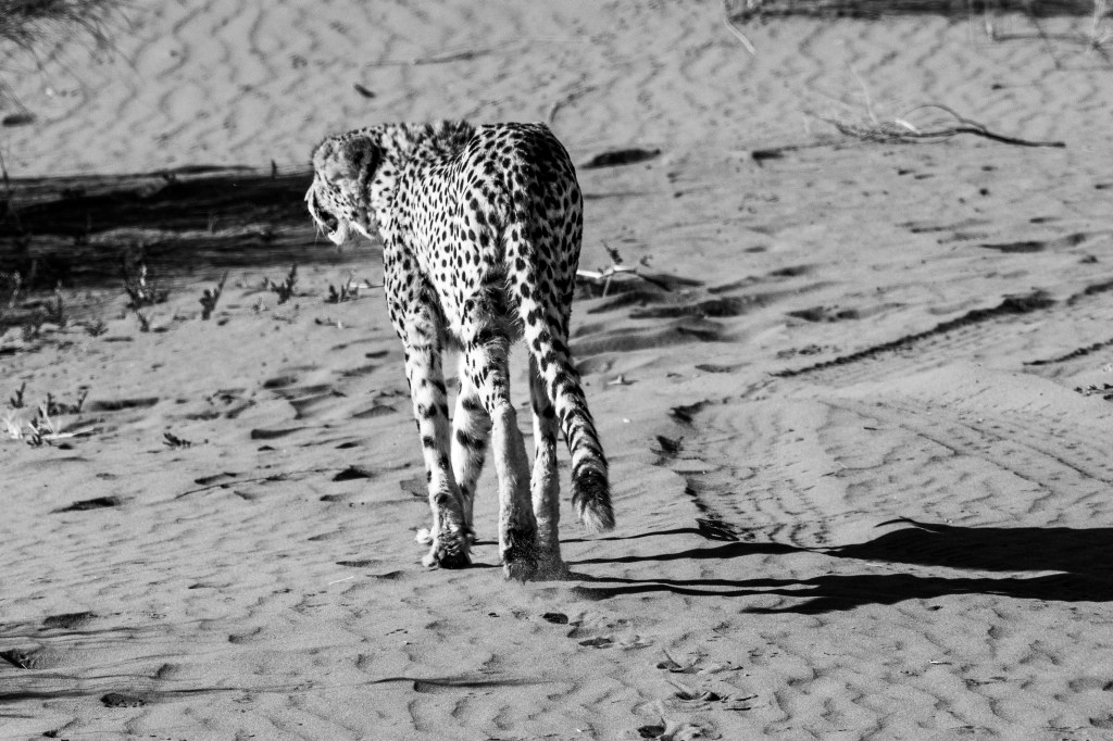 Namibia wildlife